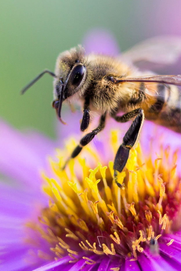 bee sitting on a flower